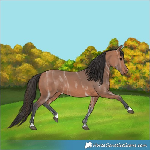 Horse Color:Bay Ice 
