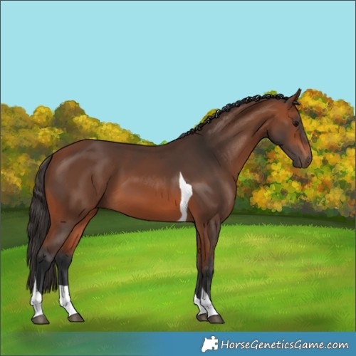 Horse Color:Bay Tobiano 