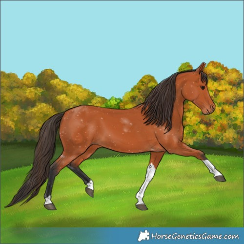Horse Color:Bay Tobiano 