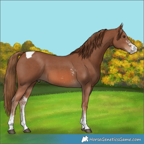 Horse Color:Chestnut Sabino Tobiano 
