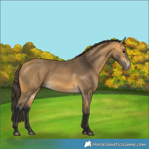 Horse Color:Buckskin Rabicano 