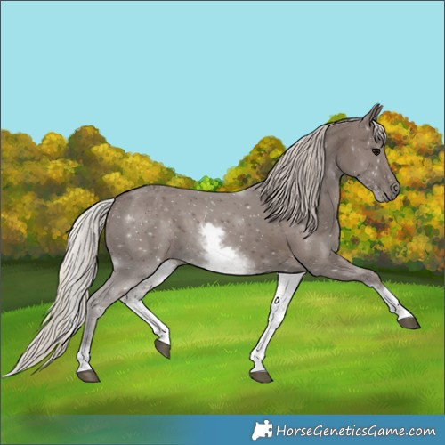 Horse Color:White Spotted Silver Black 
