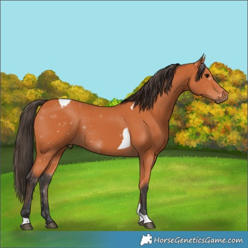 Horse Color:Bay Tobiano 