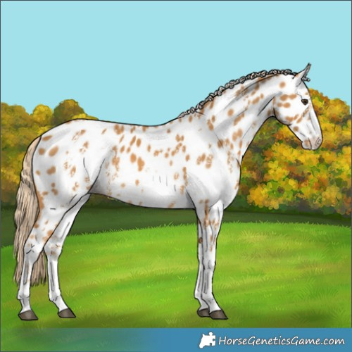 Horse Color:Palomino Sabino Near Leopard