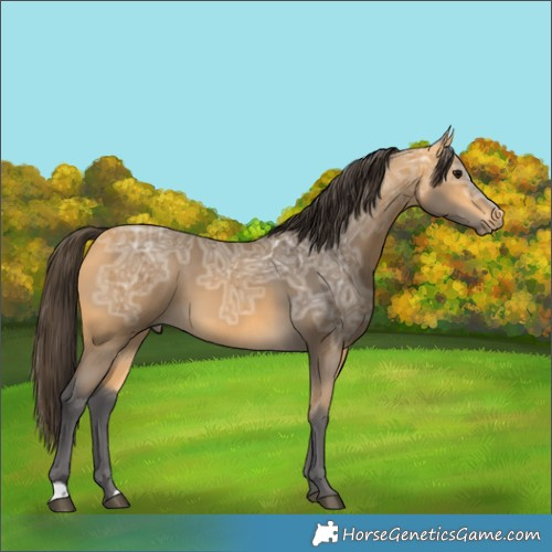 Horse Color:Buckskin Ice 