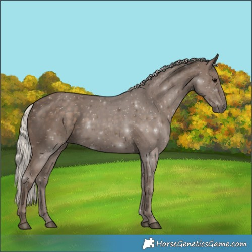 Horse Color:Silver Black 