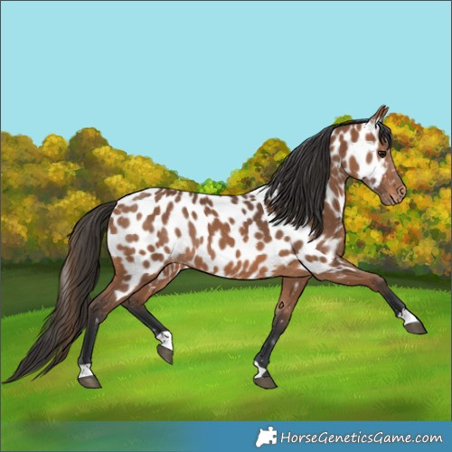 Horse Color:Bay Near Leopard 
