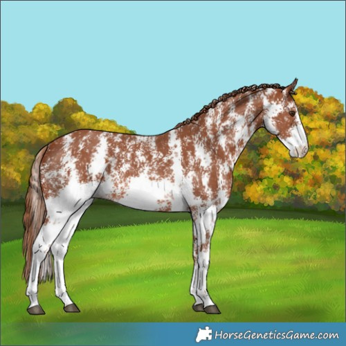 Horse Color:Chestnut Sabino 