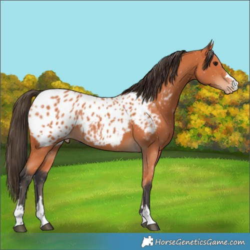 Horse Color:Bay Near Leopard 