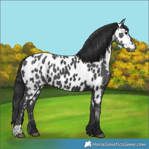 Horse Color:Black Near Leopard 