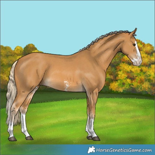 Horse Color:Palomino Sabino Splash 
