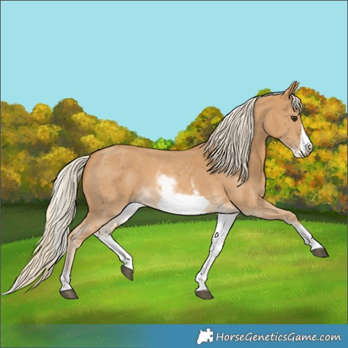 Horse Color:White Spotted Palomino Sabino Frame 