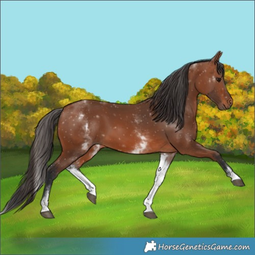 Horse Color:White Spotted Bay