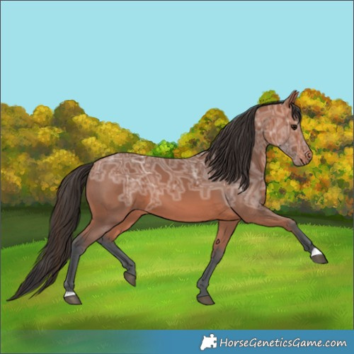 Horse Color:Bay Ice