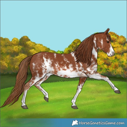 Horse Color:Chestnut Sabino Splash Frame 