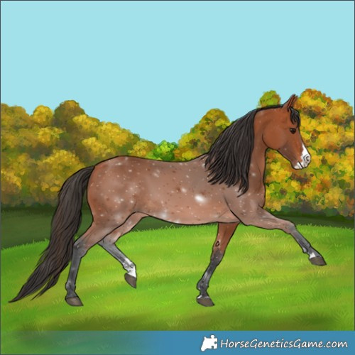 Horse Color:Bay Splash 