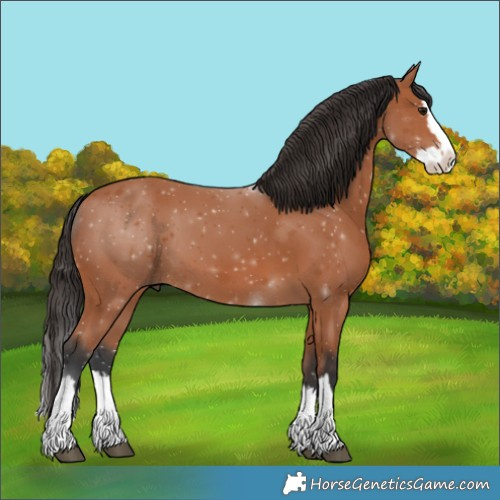 Horse Color:Bay Splash
