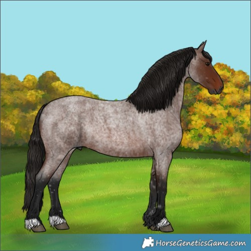Horse Color:Gray Bay Roan 