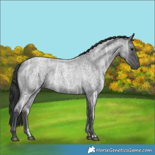 Horse Color:Blue Ice Roan 