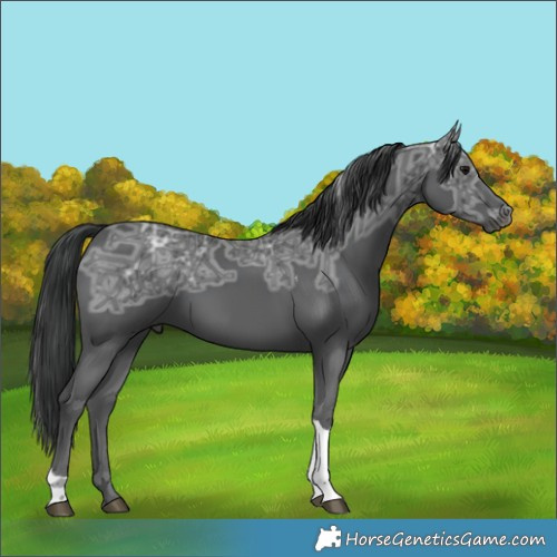 Horse Color:Black Ice Tobiano 