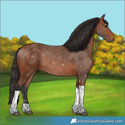 Horse Color:Bay Tobiano 