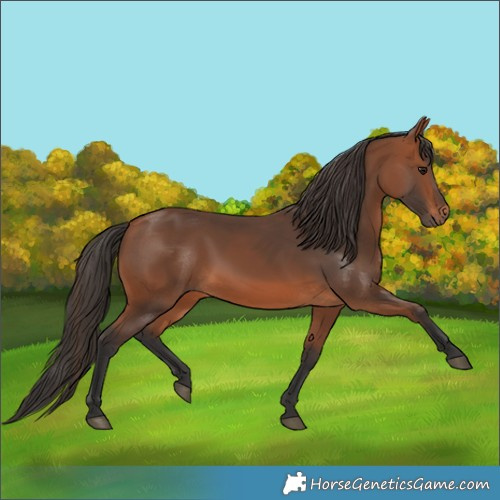 Horse Color:Bay 