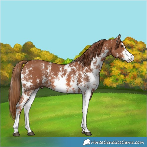 Horse Color:Chestnut Sabino 