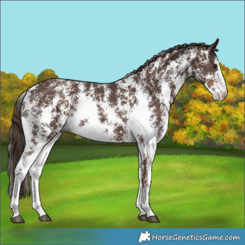 Horse Color:Liver Chestnut Sabino Rabicano