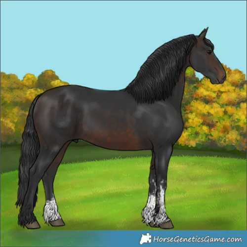 Horse Color:Brown Sabino