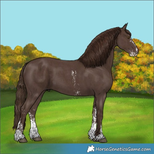 Horse Color:Liver Chestnut Sabino