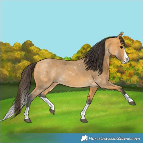 Horse Color:Buckskin Splash 