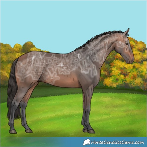 Horse Color:Bay Ice 