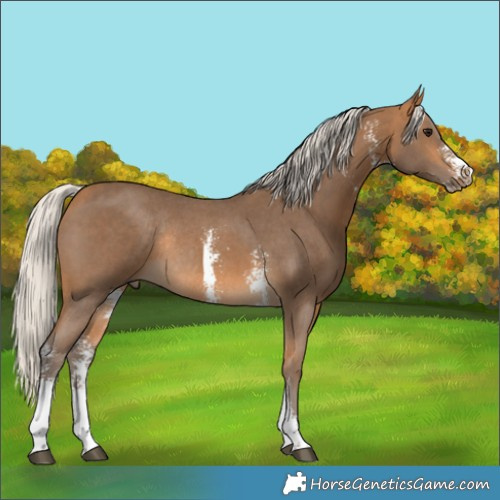 Horse Color:Silver Buckskin Sabino Rabicano 