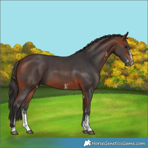 Horse Color:Bay Sabino 