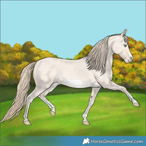 Horse Color:Perlino Roan Sabino Frame