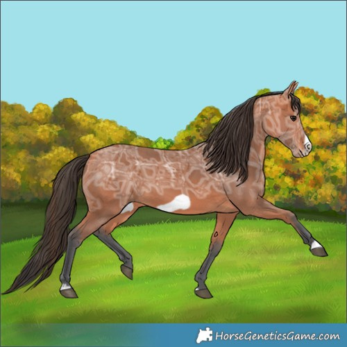 Horse Color:Bay Ice Frame 