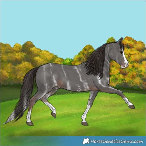 Horse Color:Liver Chestnut Ice Sabino Splash Varnish 