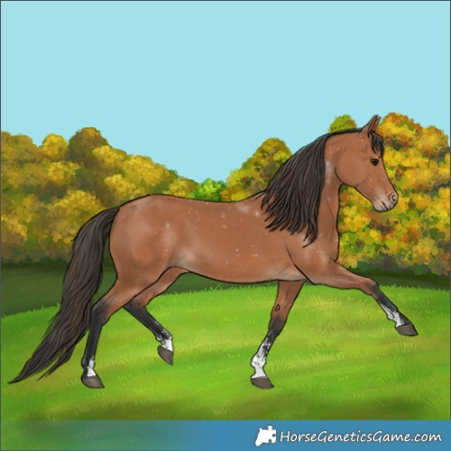 Horse Color:Bay Sabino