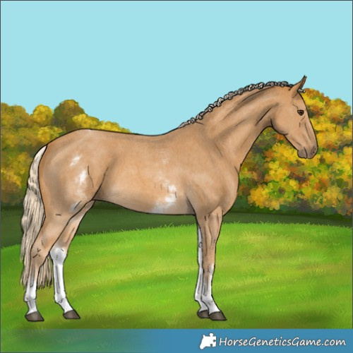 Horse Color:White Spotted Palomino Sabino 