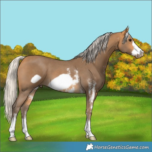 Horse Color:Silver Buckskin Sabino Frame 