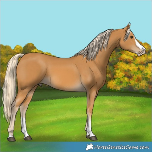 Horse Color:Palomino Sabino Splash