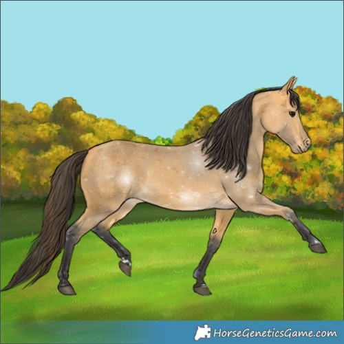 Horse Color:Buckskin