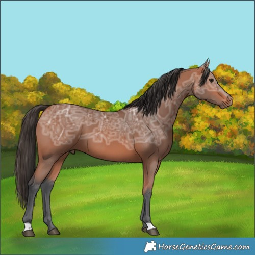 Horse Color:Bay Ice 