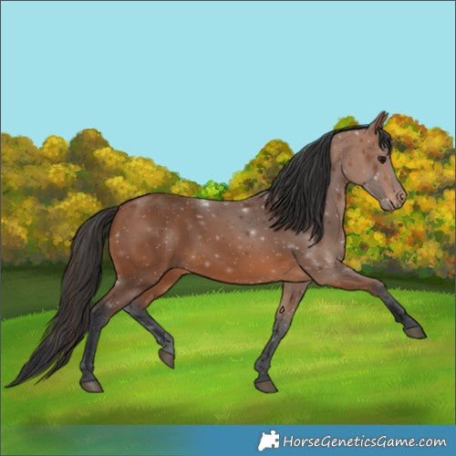 Horse Color:Bay Rabicano