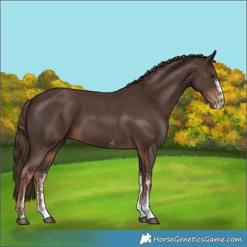 Horse Color:Liver Chestnut Sabino