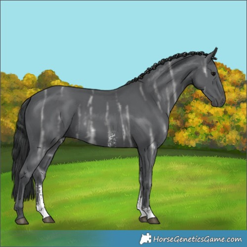 Horse Color:Black Ice Sabino