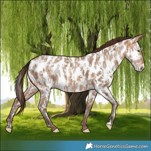 Horse Color:Amber Champagne Appaloosa and Amber Champagne Dun Appaloosa
