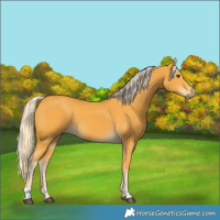 Horse Color:Palomino