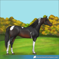 Horse Color:Brown Tobiano