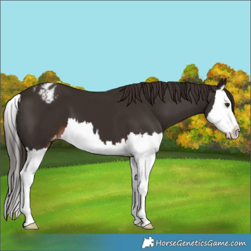 Horse Color:Liver Chestnut Splash Varnish 